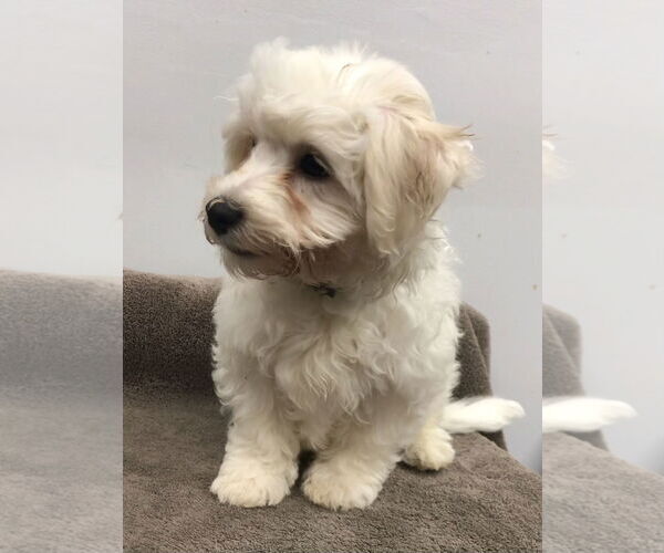 Medium Photo #4 Bichon Frise Puppy For Sale in Lincolnwood, IL, USA