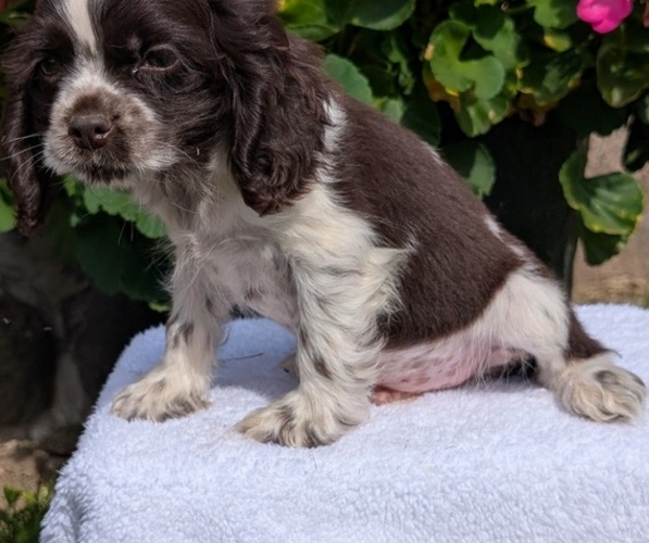 Medium Photo #10 Cocker Spaniel Puppy For Sale in GOSHEN, IN, USA
