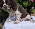 Small #9 Cocker Spaniel