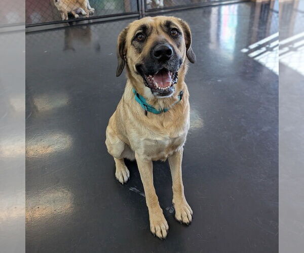 Medium Photo #14 Mastiff-Unknown Mix Puppy For Sale in Vail, AZ, USA