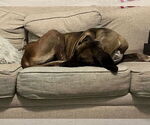 Small #3 Great Dane