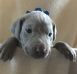 Small Photo #4 Weimaraner Puppy For Sale in DOW, IL, USA