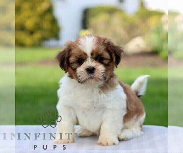Medium Photo #3 Shih Tzu Puppy For Sale in GORDONVILLE, PA, USA