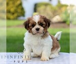 Small #2 Shih Tzu