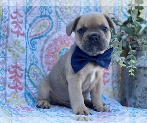 French Bulldog Puppy for sale in LANCASTER, PA, USA