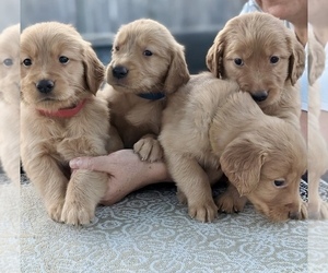 Golden Retriever Puppy for sale in VINELAND, NJ, USA