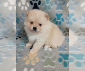 Pomeranian Puppy for sale in CASNOVIA, MI, USA