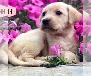 Golden Labrador Puppy for sale in DRY RUN, PA, USA