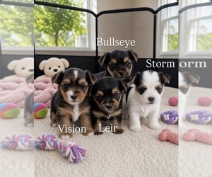Morkie Litter for sale in CHICAGO, IL, USA