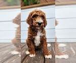 Small #4 Poodle (Standard) Mix