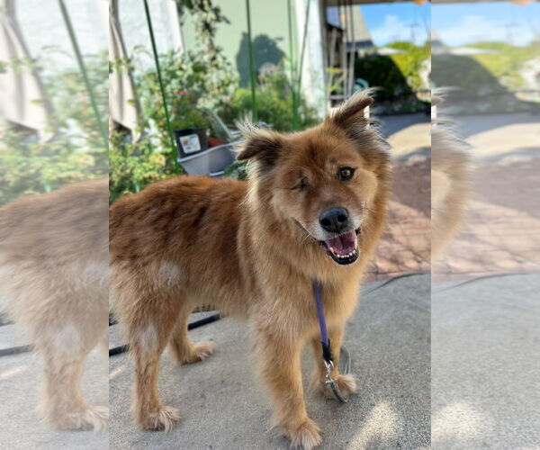 Medium Photo #4 Chow Chow-Golden Retriever Mix Puppy For Sale in San Diego, CA, USA