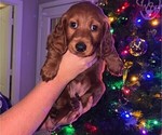 Puppy Pup 3 Pumpkin Goldendoodle