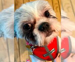 Small #3 Shih Tzu