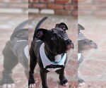 Small #11 American Pit Bull Terrier-Labrador Retriever Mix