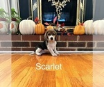 Puppy Scarlett Beagle