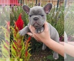 Puppy 3 French Bulldog