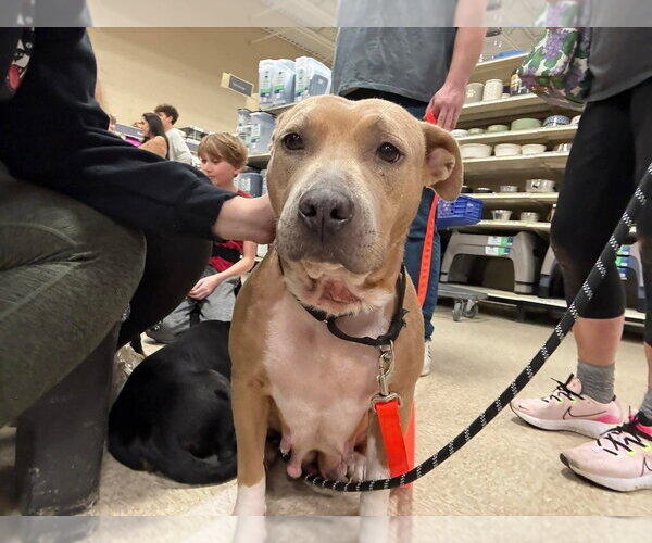 Medium Photo #3 American Staffordshire Terrier-Unknown Mix Puppy For Sale in Wenonah, NJ, USA