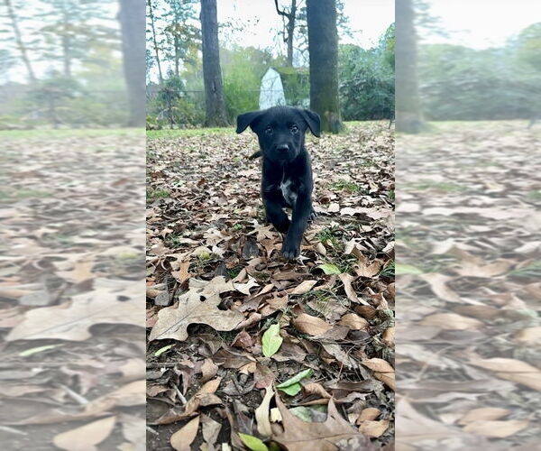Medium Photo #4 Labrador Retriever-Unknown Mix Puppy For Sale in Boston, MA, USA