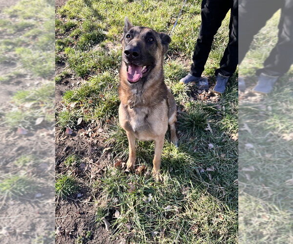 Medium Photo #4 German Shepherd Dog-Unknown Mix Puppy For Sale in Imlay City, MI, USA