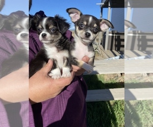 Chihuahua Puppies For Sale Grand Junction Co
