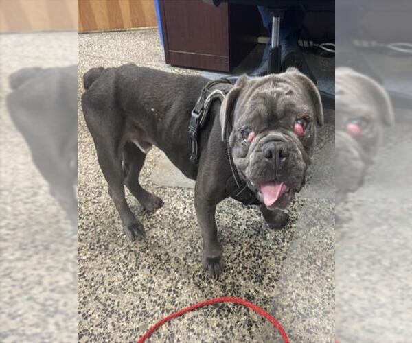 Medium Photo #1 French Bulldog-Unknown Mix Puppy For Sale in Tracy, CA, USA