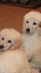 Poodle (Standard) Puppy for sale in CITRUS HEIGHTS, CA, USA