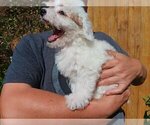 Small Photo #8 Maltipoo Puppy For Sale in BRISTOL, PA, USA