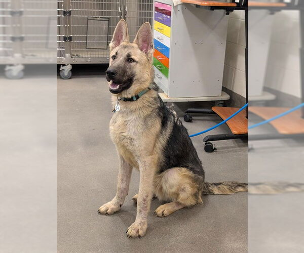 Medium Photo #1 German Shepherd Dog Puppy For Sale in Forestville, MD, USA