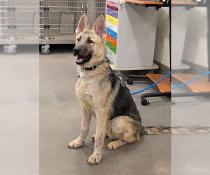 German Shepherd Dog Dogs for adoption in Forestville, MD, USA