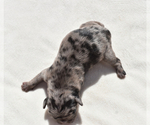 Small #4 Pug