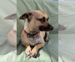 Small Photo #20 Chiweenie Puppy For Sale in Phoenix, AZ, USA