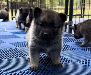 Norwegian Elkhound Litter for sale in PAGELAND, SC, USA
