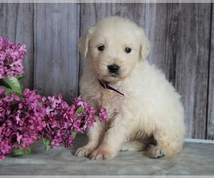 English Cream Golden Retriever Puppy for sale in FREDERICKSBG, OH, USA