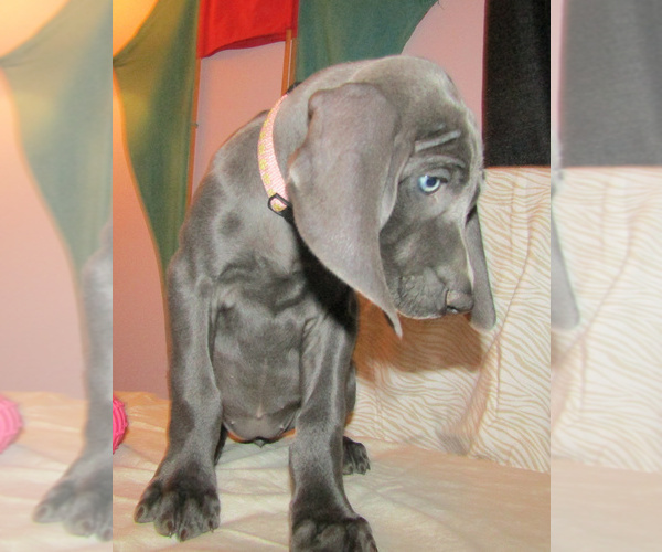 Medium Photo #4 Weimaraner Puppy For Sale in LAS ANIMAS, CO, USA