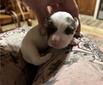 Small Photo #1 Chihuahua-Chiweenie Mix Puppy For Sale in SAN ANTONIO, TX, USA