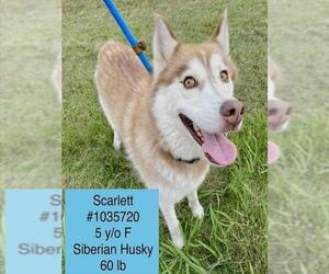 Siberian Husky Dogs for adoption in Lee's Summit, MO, USA