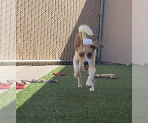 Jacques - Male Beagle-Unknown Mix Dog for Adoption - Photo #3