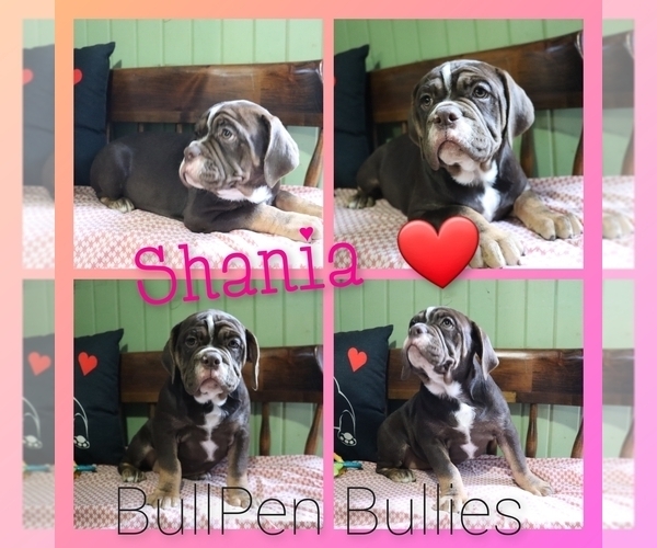 Medium Photo #6 Olde English Bulldogge Puppy For Sale in PINE VILLAGE, IN, USA