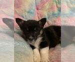 Small Photo #1 Pembroke Welsh Corgi Puppy For Sale in CLARION, IA, USA