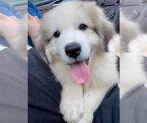 Great Pyrenees Puppy for sale in WEST AUGUSTA, VA, USA