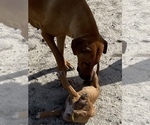 Small Photo #105 Rhodesian Ridgeback Puppy For Sale in MORONGO VALLEY, CA, USA