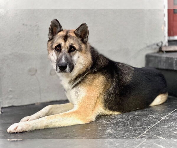 Medium Photo #2 German Shepherd Dog-Siberian Husky Mix Puppy For Sale in Woodland Hills, CA, USA