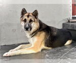 Small #1 German Shepherd Dog-Siberian Husky Mix