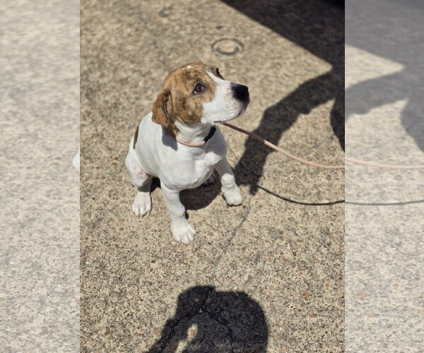 Medium Photo #20 Mutt Puppy For Sale in Rosenberg, TX, USA