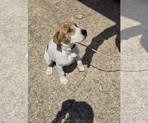 Rose - Female Mutt Dog for Adoption - Photo #20