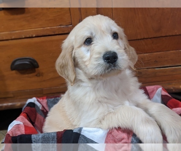 Medium Photo #2 Goldendoodle Puppy For Sale in PORT TREVORTON, PA, USA