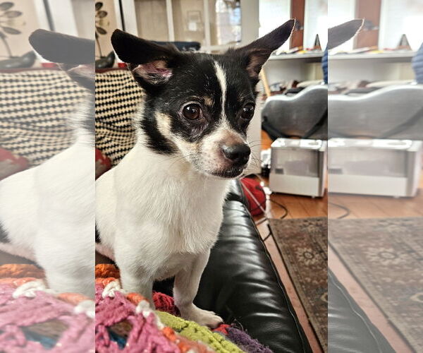Medium Photo #9 Chihuahua-Unknown Mix Puppy For Sale in Wakefield, RI, USA