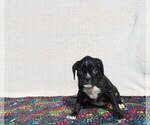 Small Photo #1 Boxer Puppy For Sale in BLOOMINGTON, IN, USA
