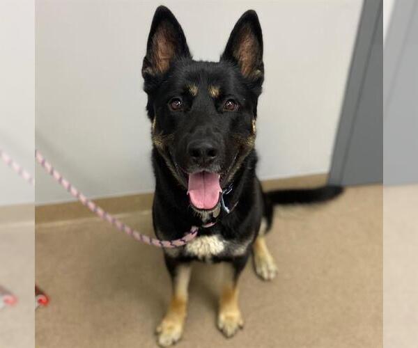 Medium Photo #1 German Shepherd Dog Puppy For Sale in Aurora, CO, USA