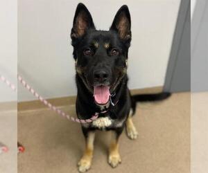 German Shepherd Dog Dogs for adoption in Aurora, CO, USA